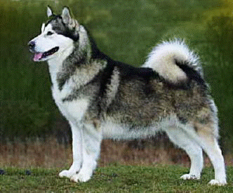 Alaskan Malamute on Dog Encyclopedia