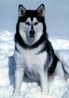Alaskan malamute photo for dog encyclopedia