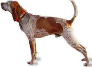 American English Coonhound profile on dog encyclopedia