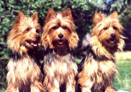 Australian Terriers all in a row on Dog Encyclopedia
