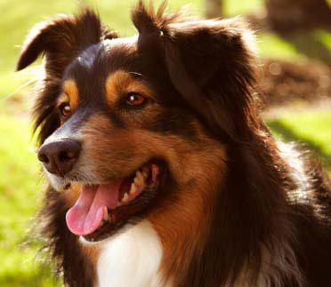 Australian Shepard dog on dog encyclopedia
