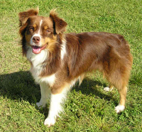 Australian Shepard profile on Dog Encyclopedia