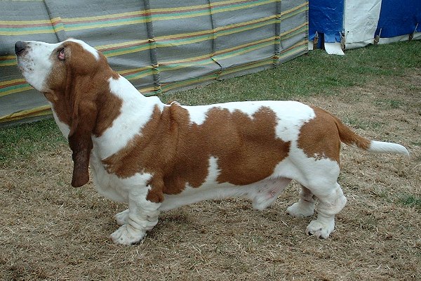 basset hound full body view on dog encyclopedia