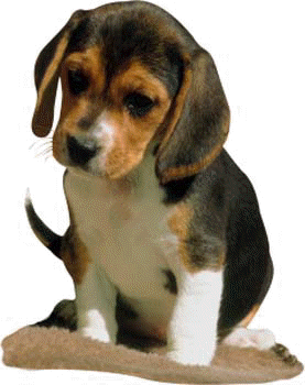 beagle puppy on dog encyclopedia