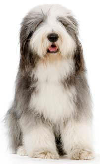bearded collie profile on Dog Encyclopedia