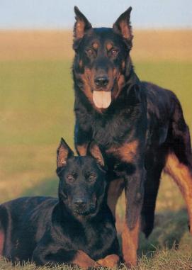 Beauceron profile on dog encyclopedia