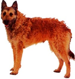 Belgian Shepherd Laekenois dog featured in dog encyclopedia