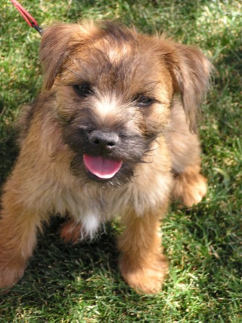 border terrier in dog encyclopedia