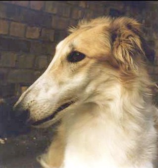 Borzoi profile on dog encyclopedia