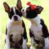 boston terriers in love