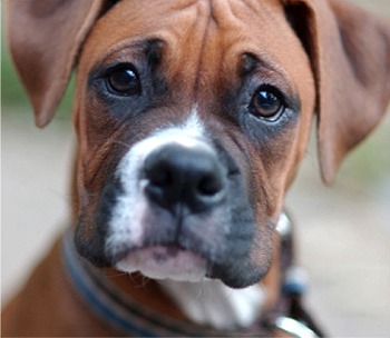 boxer profile on dog encyclopedia