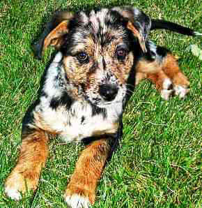 Catahoula Leopard dog featured in dog encyclopedia