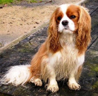 Cavalier King Charles Spaniel dog in dog encyclopedia
