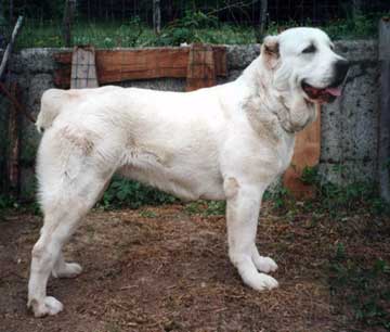 Central Asian Shepherd Dog featured in dog encyclopedia