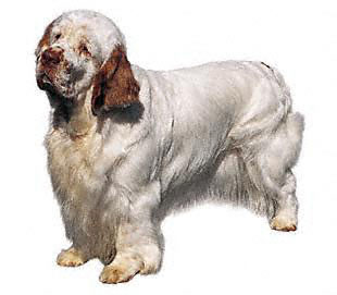 Clumber Spaniel profile on dog encyclopedia
