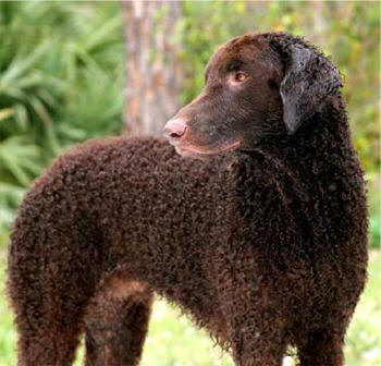 Curly-Coated Retriever dog on dog encyclopedia