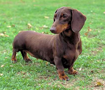 dachshund sausage dog on dog encyclopedia