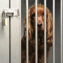 do your part to protect dogs from ending up in kennels
