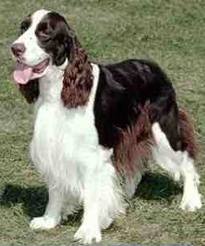 English springer spaniel information on Dog Encyclopedia