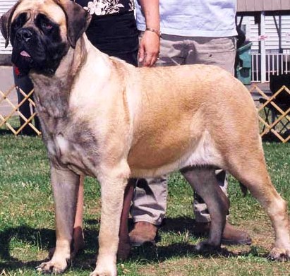Mastiff dog featured on dog encyclopedia