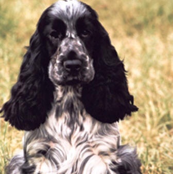 English Cocker Spaniel profile on dog encyclopedia