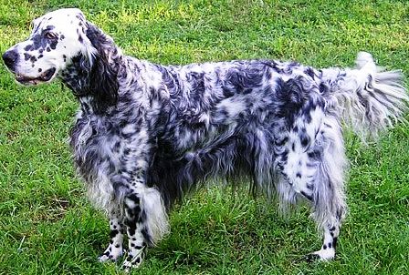 English setter dog featured in dog encyclopedia