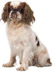 english toy spaniel dog featured in dog encyclopedia
