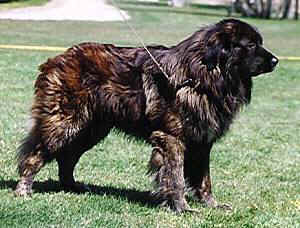 Estrela Mountain Dog featured in dog encyclopedia