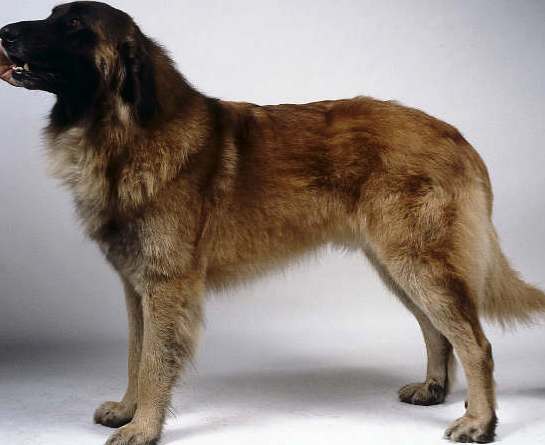 Estrela Mountain Dog profile on dog encyclopedia