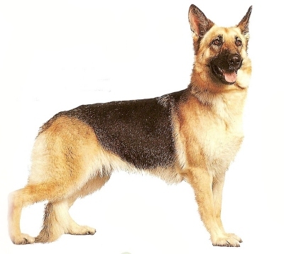 German Shepherd Dog featured on dog encyclopedia