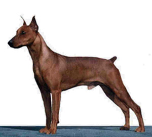 German Pinscher profile on dog encyclopedia