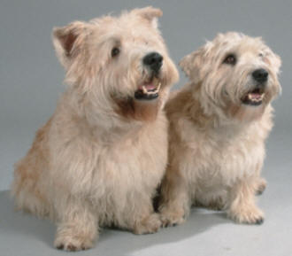 Glen of Imaal Terrier dog featured in dog encyclopedia