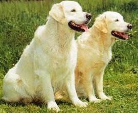 Golden Retriever dog featured in dog encyclopedia