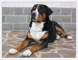 Greater Swiss Mountain Dog featured on dog encyclopedia