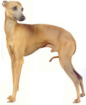 Greyhound profile on dog encyclopedia