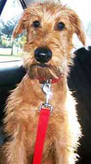 Irish Terrier dog featured in dog encyclopedia