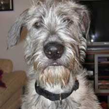 Irish Wolfhound dog featured in dog encyclopedia