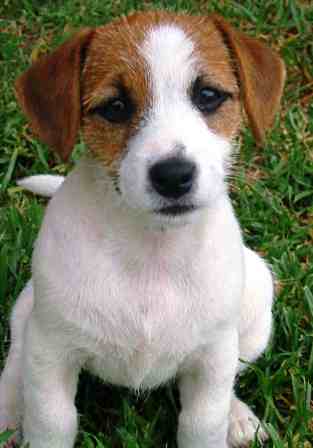Parson Russell Terrier profile on dog encyclopedia