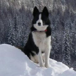 Karelian Bear Dog featured in dog encyclopedia