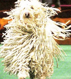 Komondor dog featured in dog encyclopedia