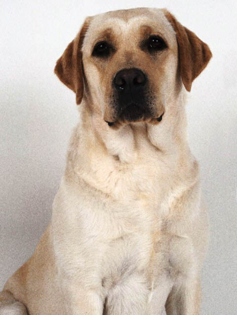 Labrador Retriever profile on dog encyclopedia