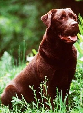 Labrador Retriever dog featured in dog encyclopedia