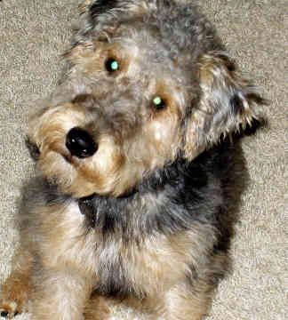 Lakeland Terrier dog featured in dog encyclopedia
