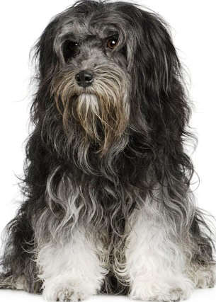 Lowchen profile on dog encyclopedia