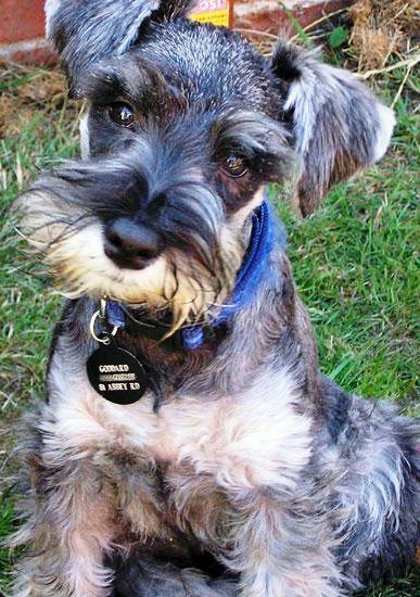 Miniature Schnauzer dog featured in dog encyclopedia