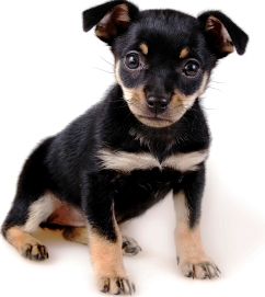 Miniature Pinscher profile on dog encyclopedia