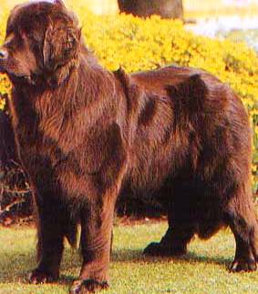 Newfoundland profile on dog encyclopedia
