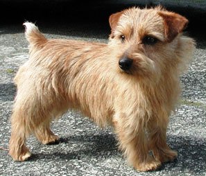 Norfolk Terrier profile on dog encyclopedia