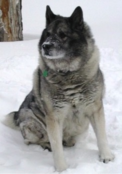 Norwegian Elkhound profile on dog encyclopedia