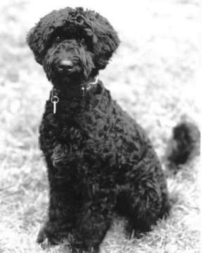 Portuguese Water Dog featured on dog encyclopedia